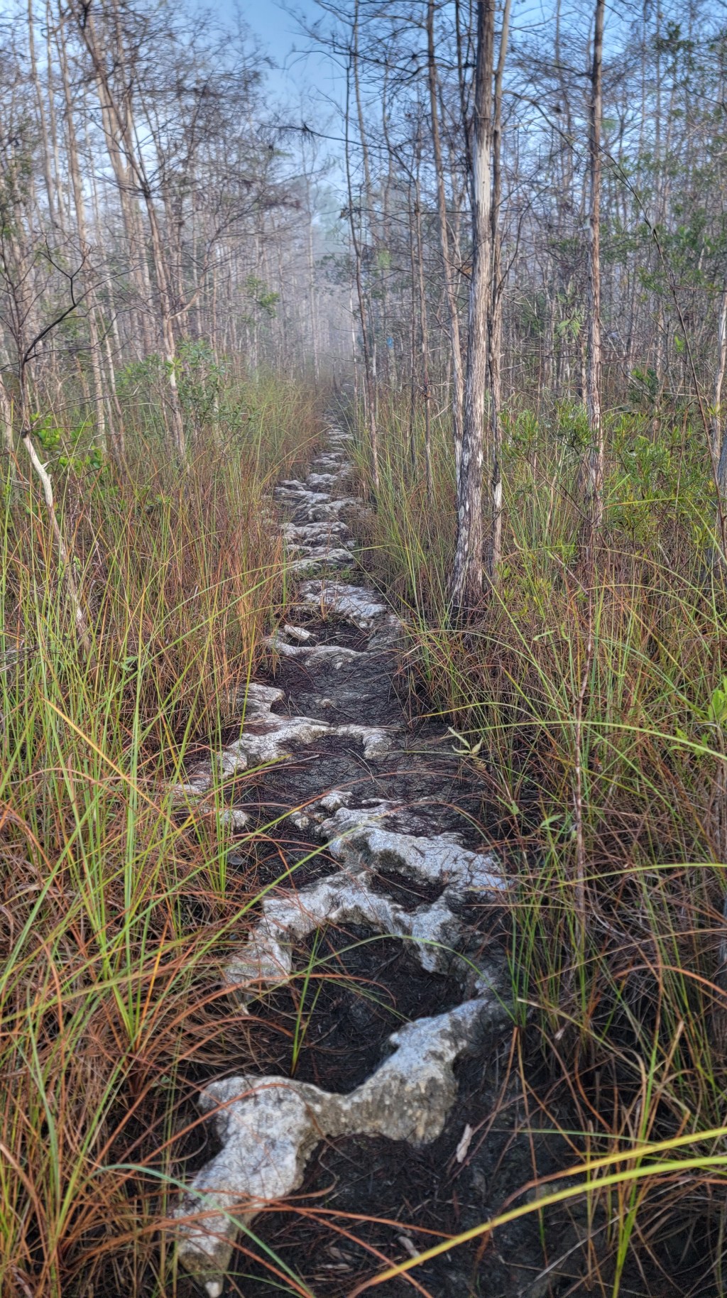 D8 – Dude, swamp&nbsp;walking