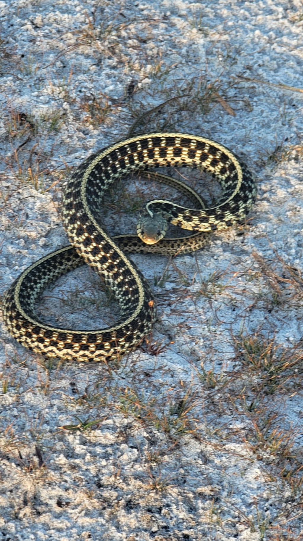 D16 – Calf, bobcat, spider, and snake